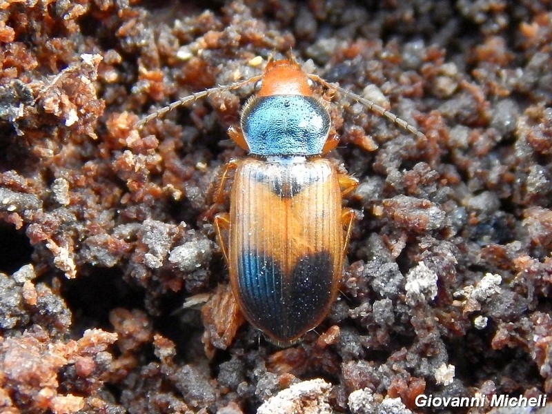 Diachromus germanus, Carabidae